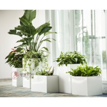 專注室內(nèi)綠植服務(wù)8年，綠植租賃，免費(fèi)養(yǎng)護(hù)，一站式商務(wù)空間